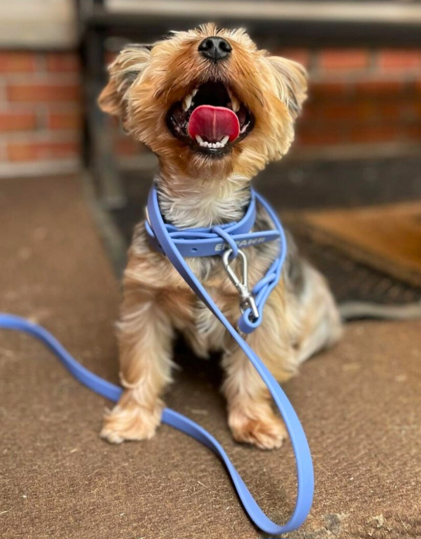 city dog collar - sky