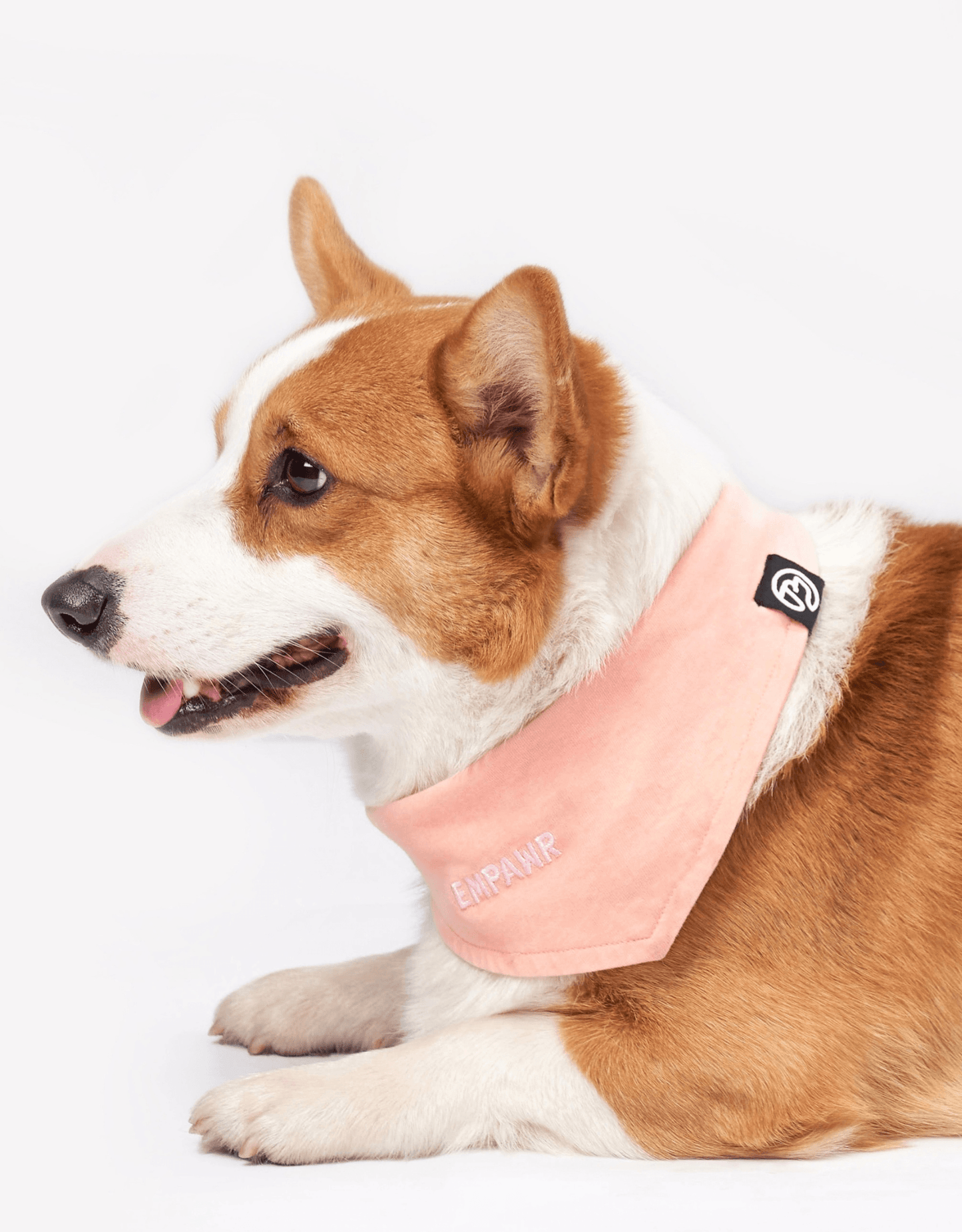 Pink Dog Bandana
