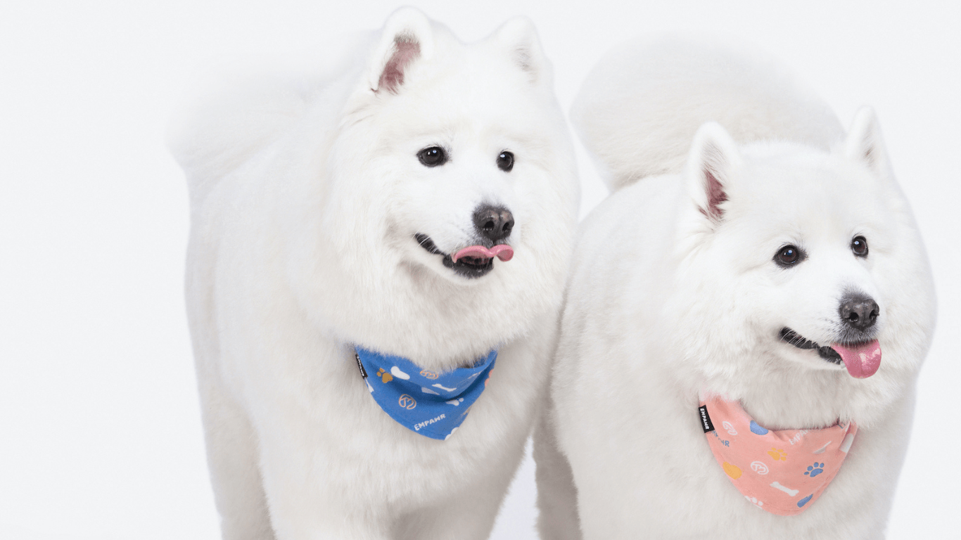 Empawr Brand Story | PawrTalk - Empawr