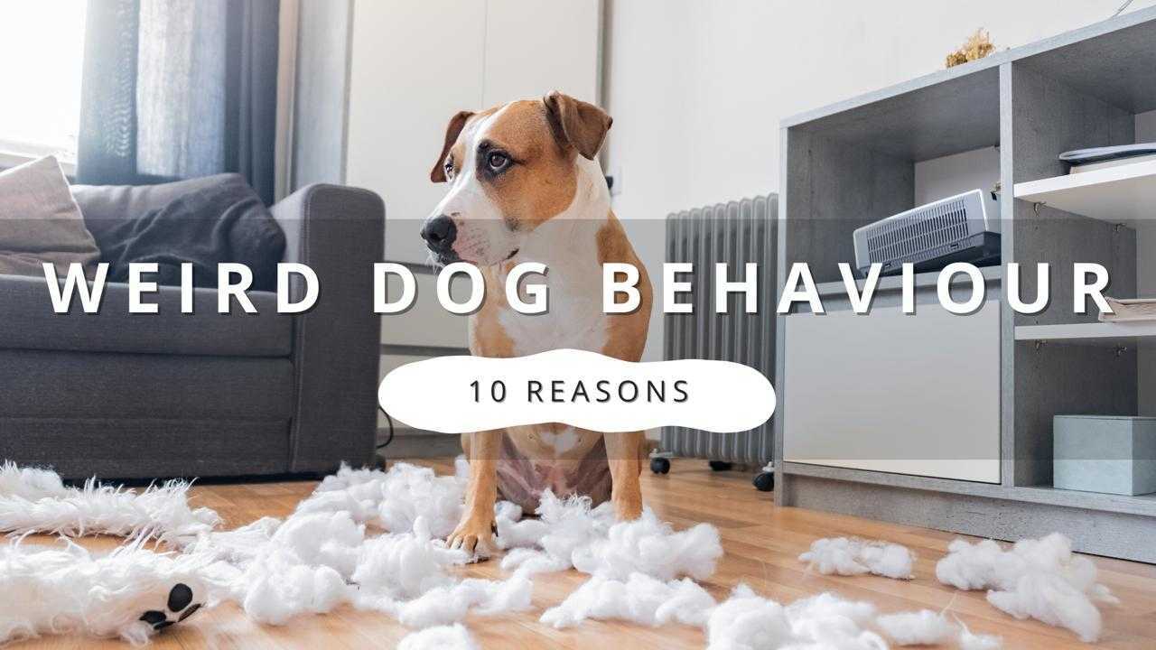A dog sitting in a living room surrounded by shredded paper, with the text 'Weird Dog Behaviour 10 Reasons' above.