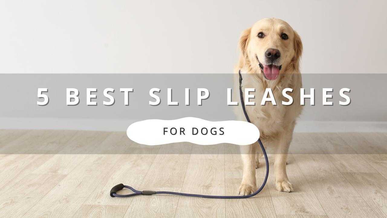 Golden Retriever dog wearing a slip leash on a wood floor with the text "5 Best Slip Leashes For Dogs" in large white letters.