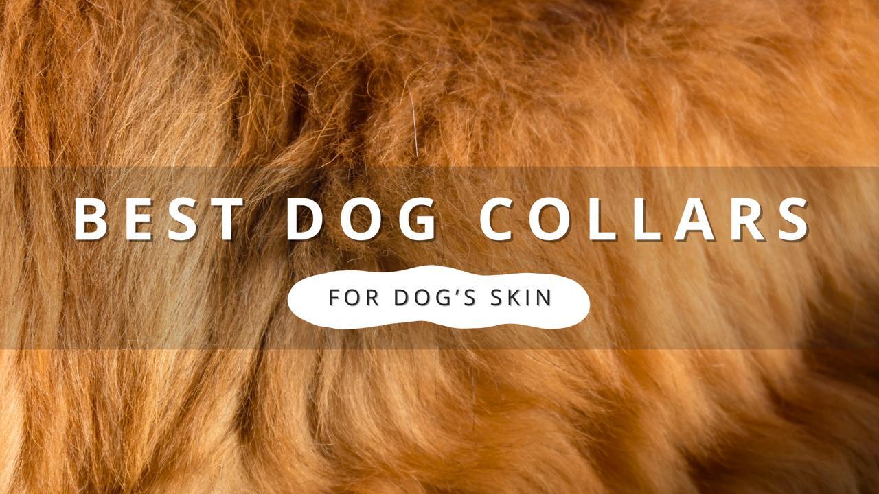 5 Best Collars for Dogs with Sensitive Skin