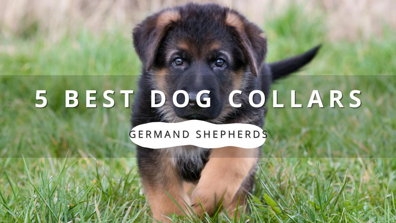 A playful German Shepherd puppy walking on a grassy field.