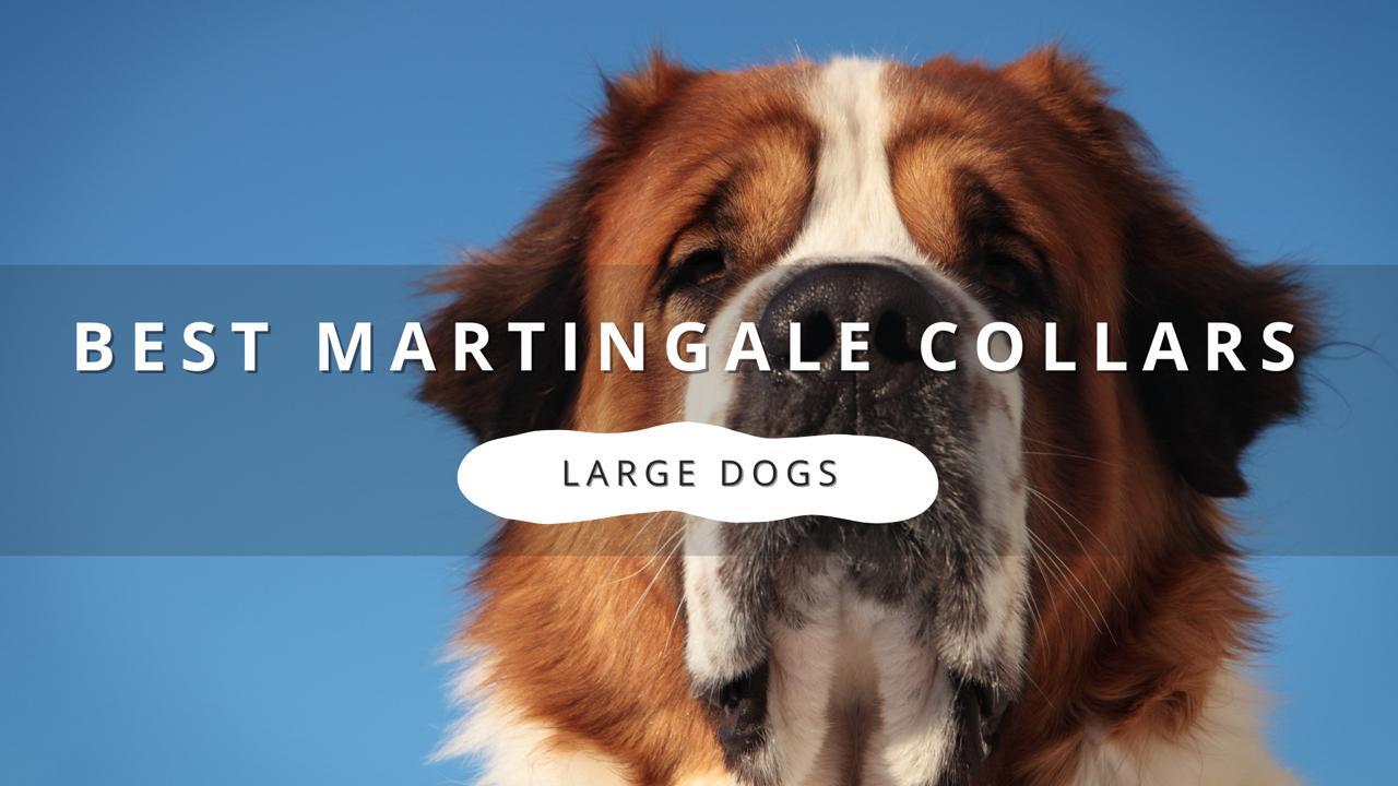 Close-up of a St. Bernard dog's head with brown and white fur against a bright blue sky. Overlay text reads "BEST MARTINGALE COLLARS" and "LARGE DOGS.