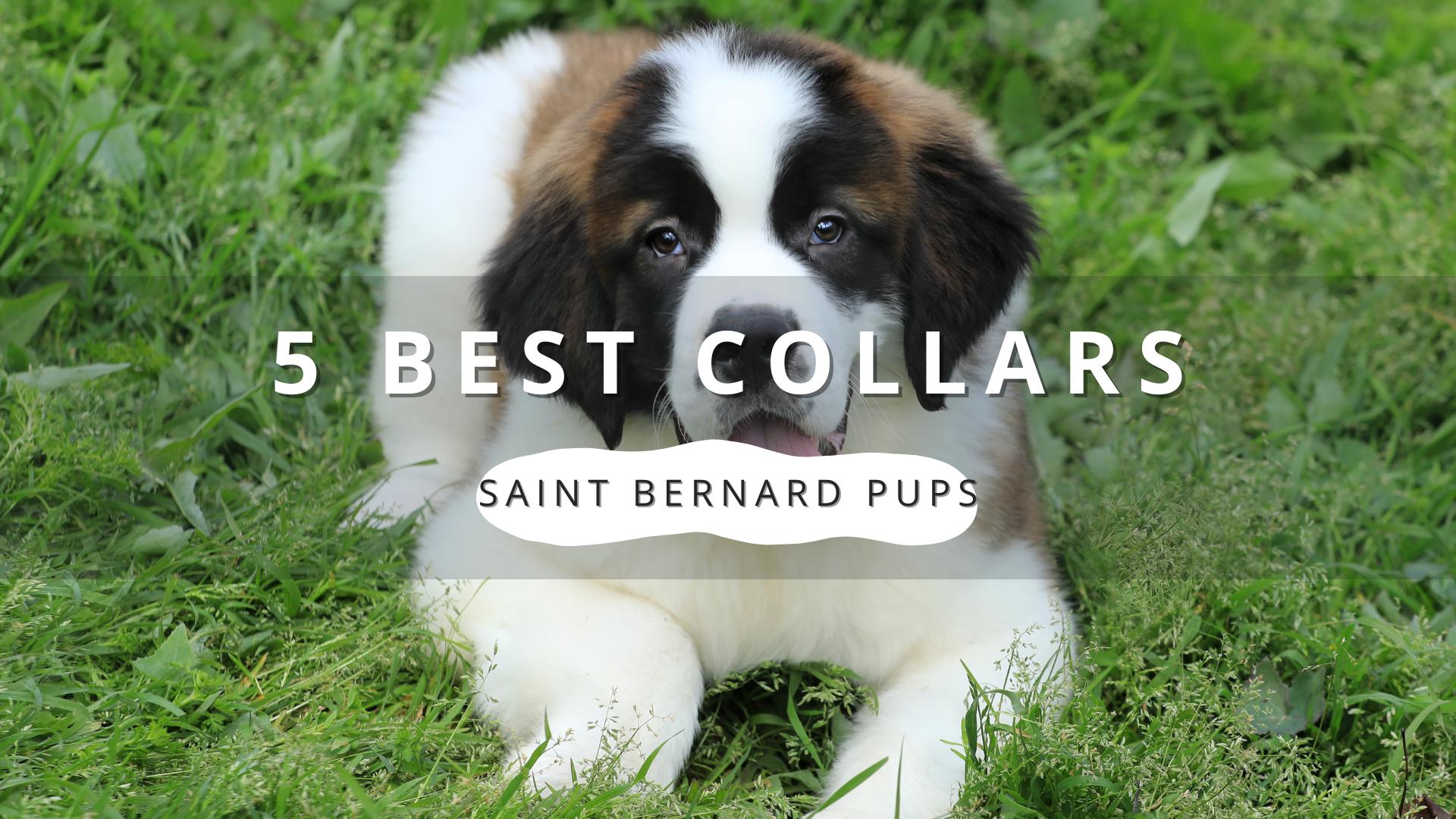 5 Must-Have Collars for Saint Bernard Puppies in 2025