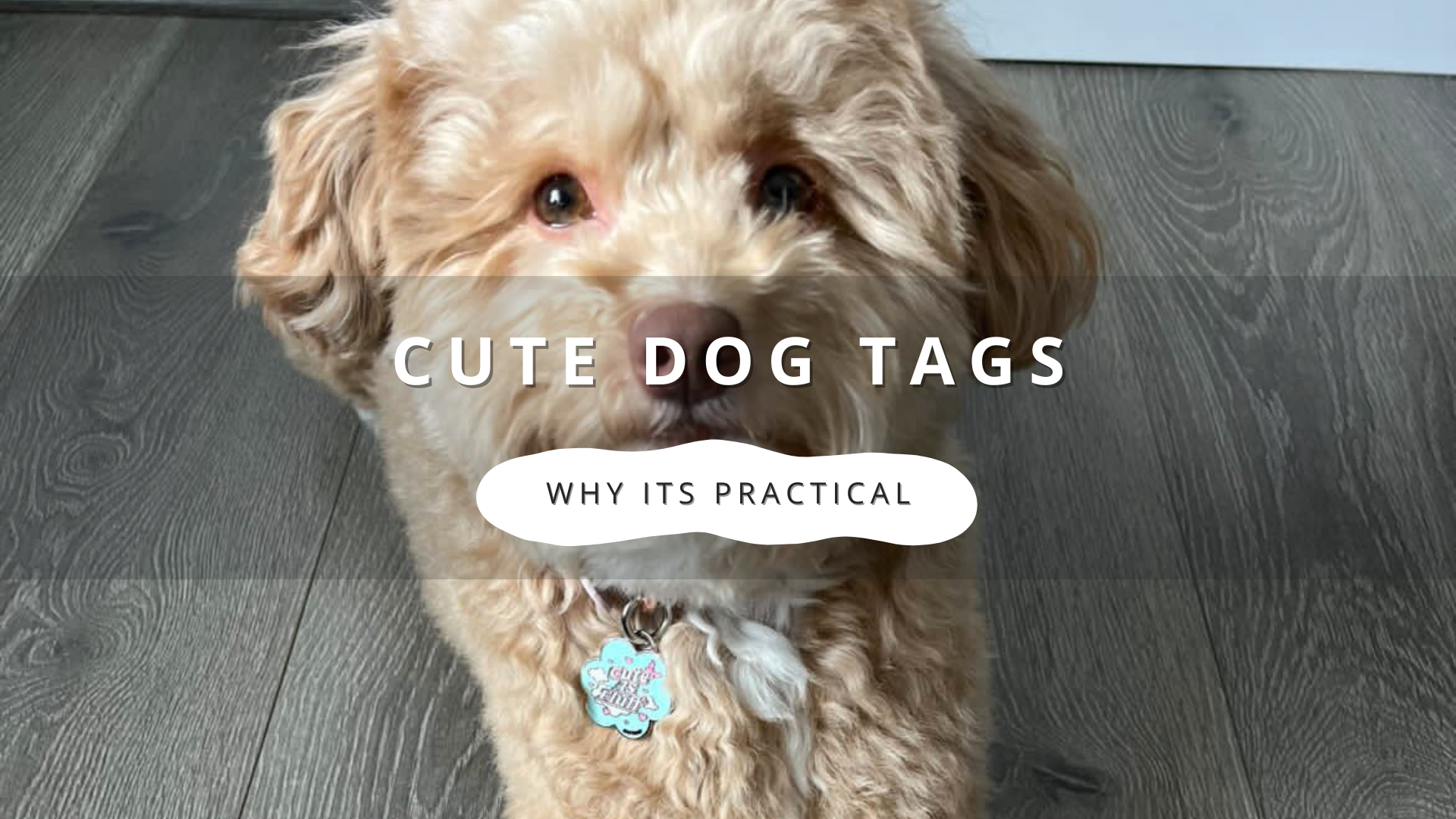 Are Cute Dog Tags Just for Looks? The Practical Side of Stylish Pet ID