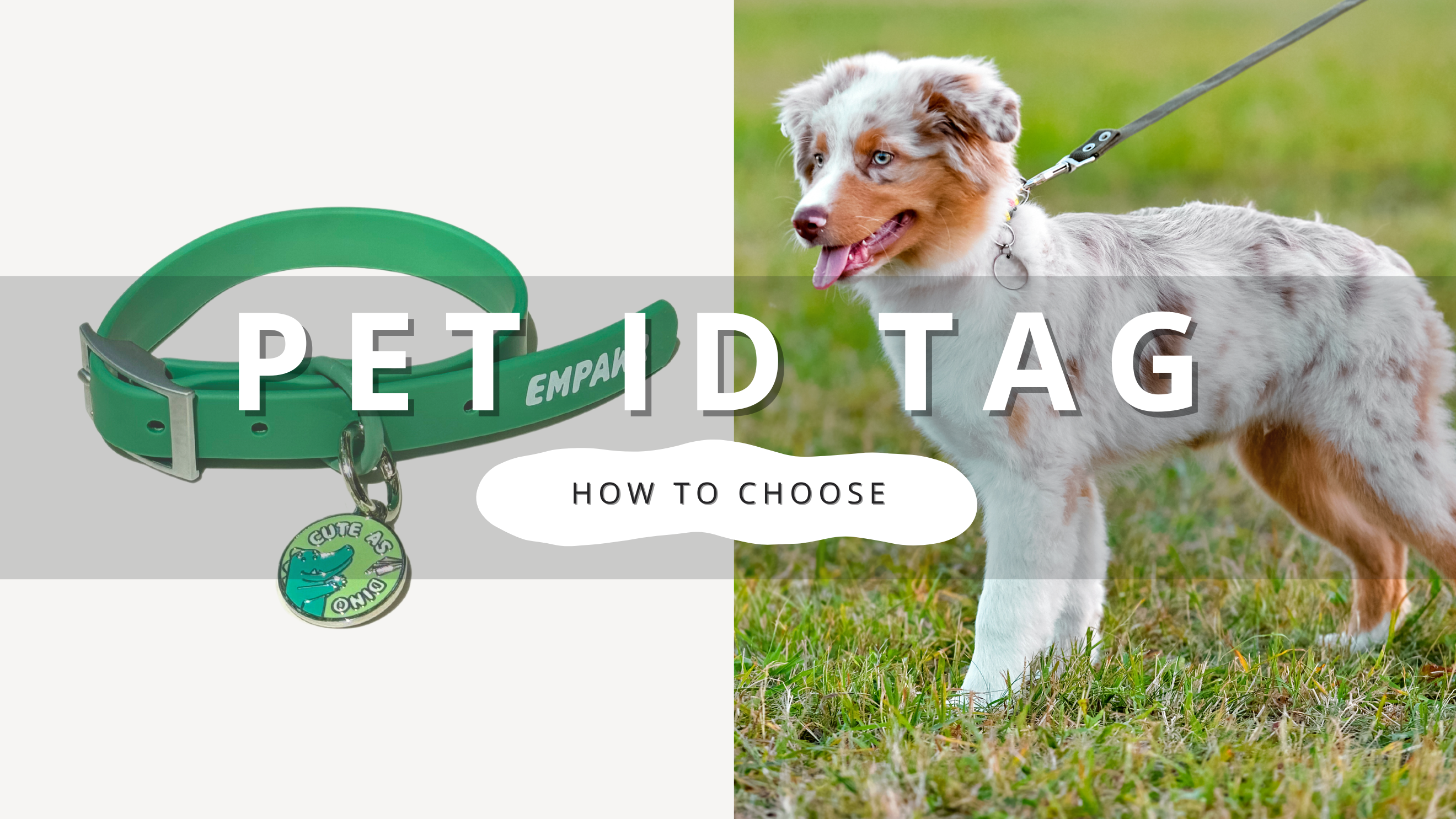 How to Choose Dog Collar Tags | PawrTalk