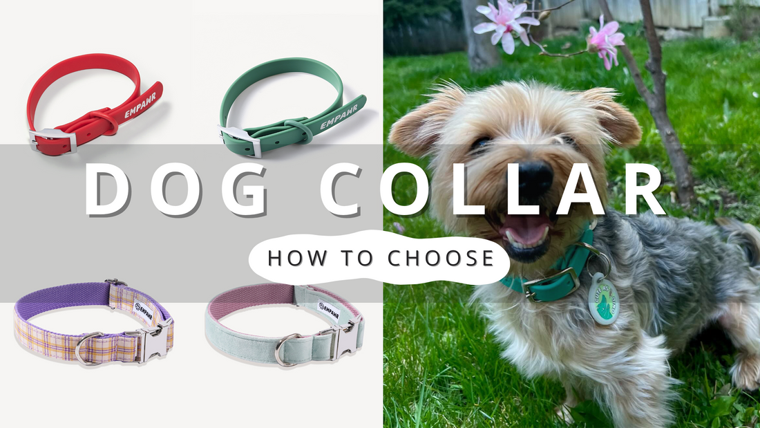 How to Choose A Collar | PawrTalk