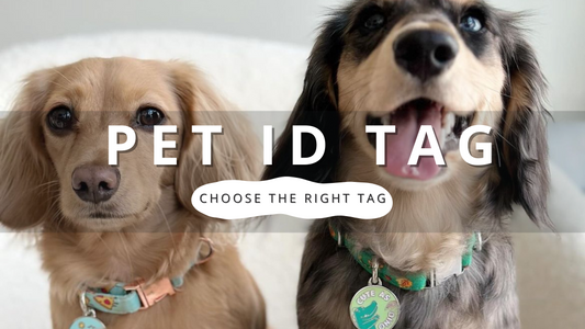 Choose the Right Dog Tags | PawrTalk