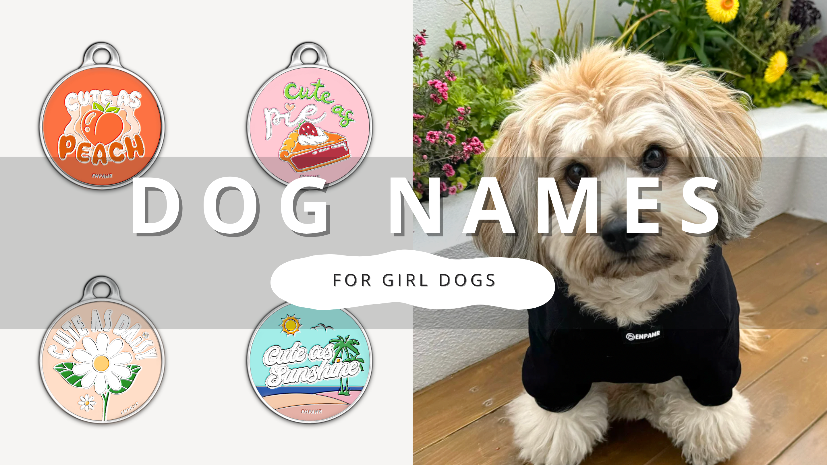 Perfect Pretty Girl Dog Names | PawrTalk