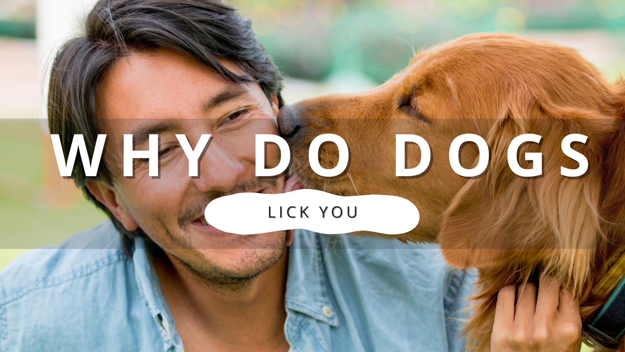 Why Do Dogs Lick You? | PawrTalk