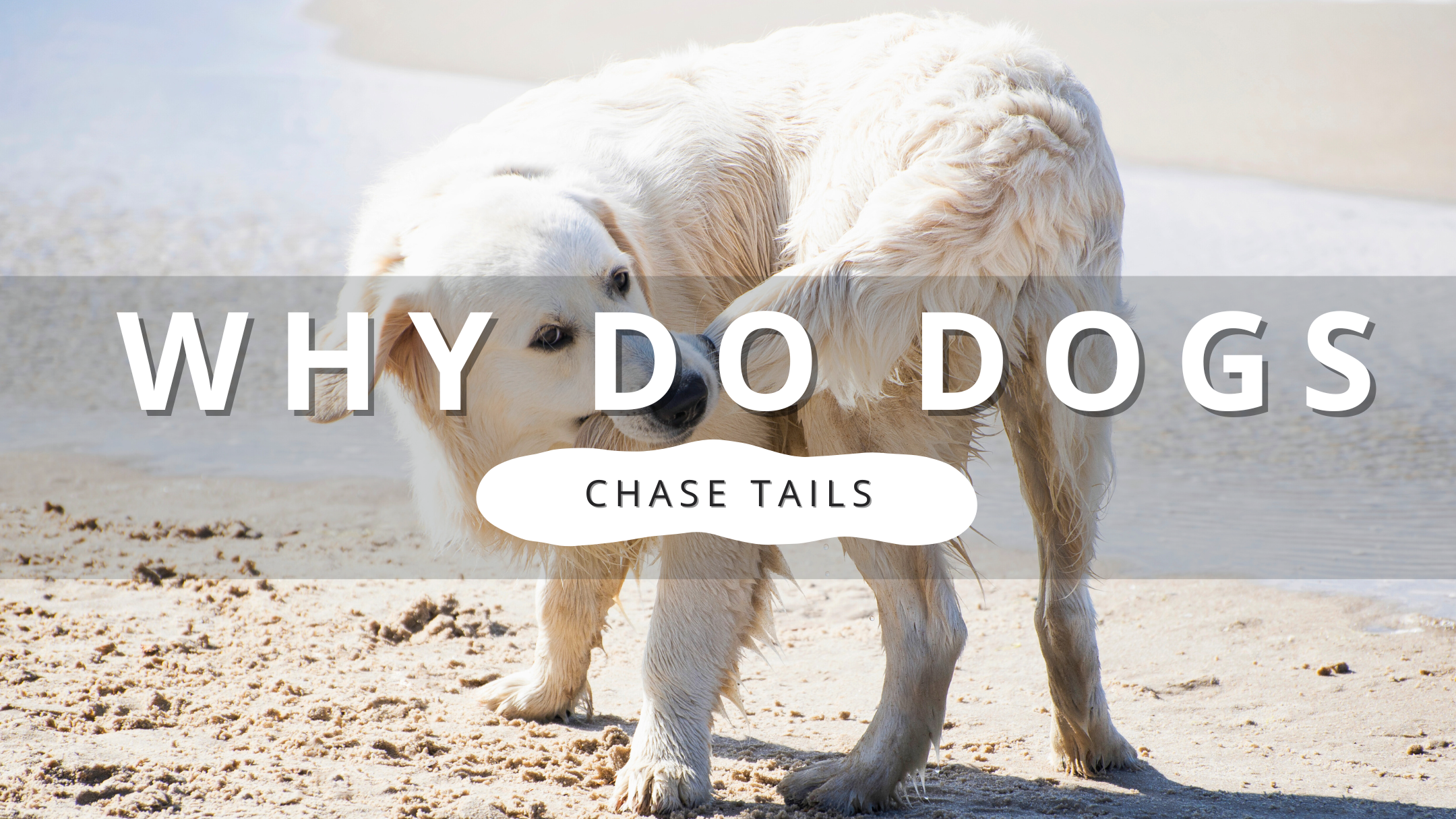 Why Do Dogs Chase Their Tails? | PawrTalk