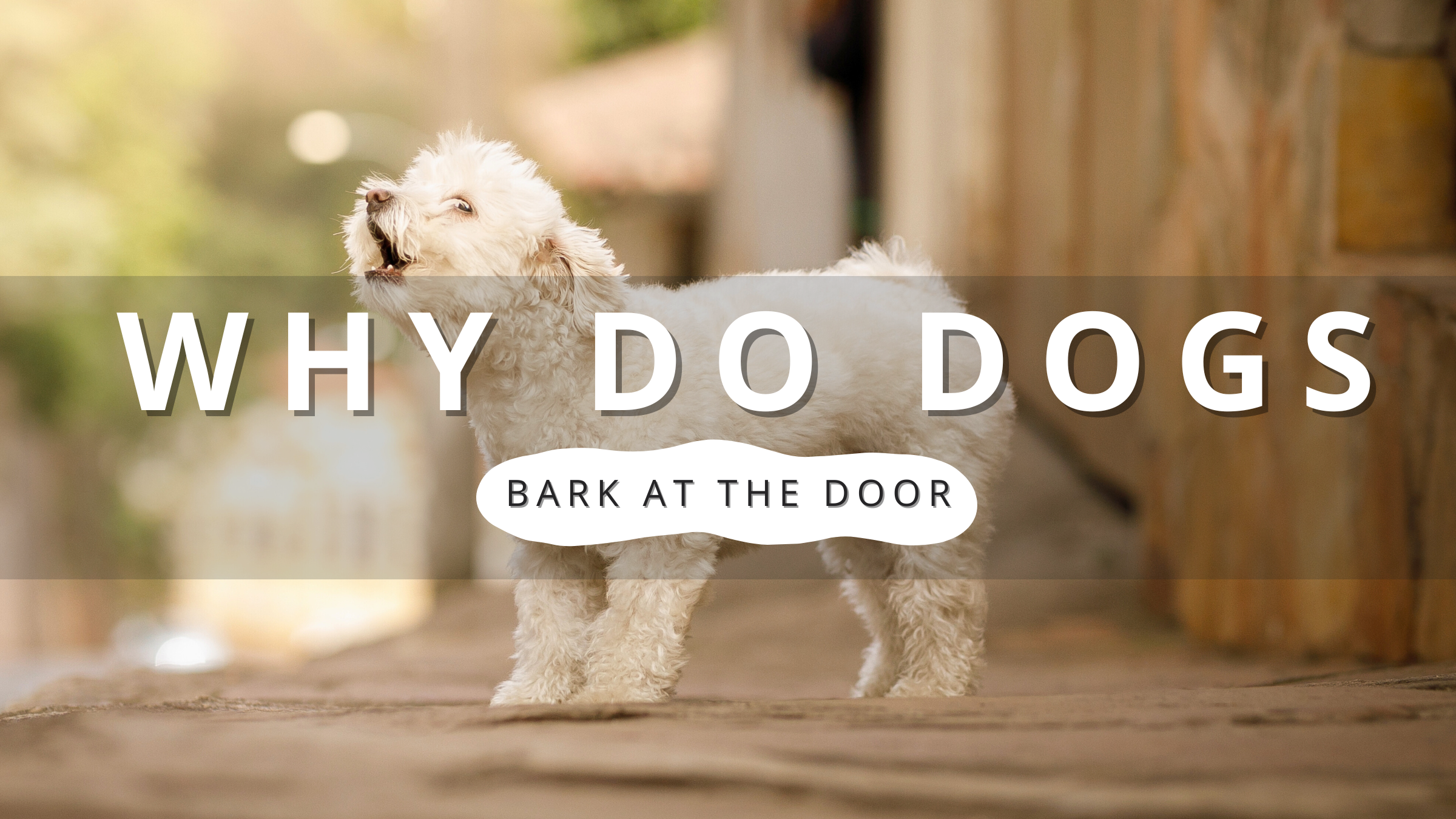 Why Do Dogs Bark at the Door? | PawrTalk