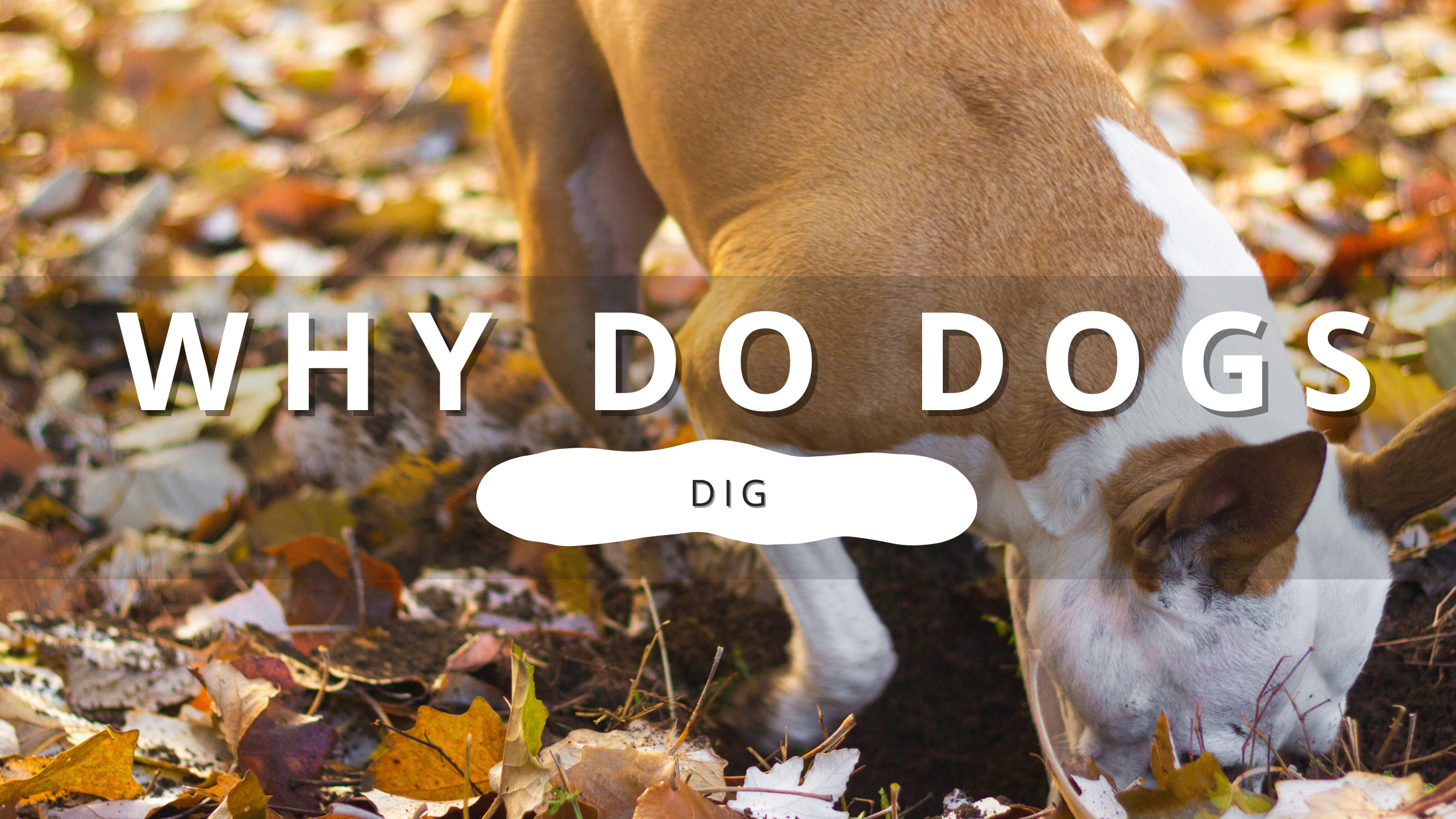 Why Do Dogs Dig? | PawrTalk