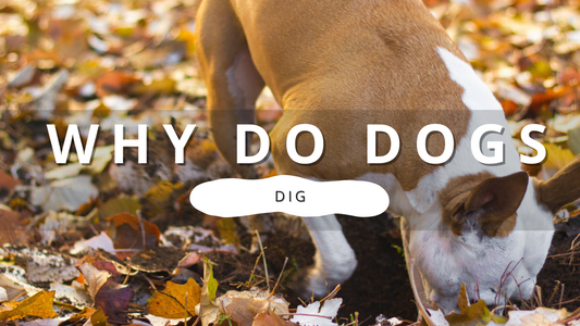 Why Do Dogs Dig? | PawrTalk