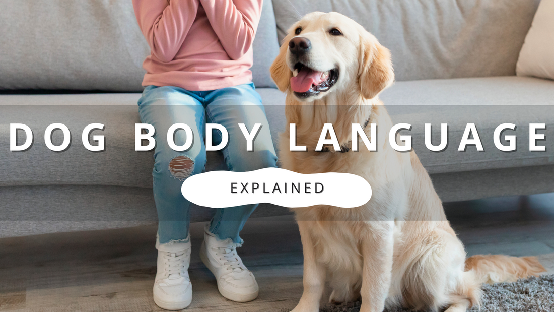 Dog's Body Language