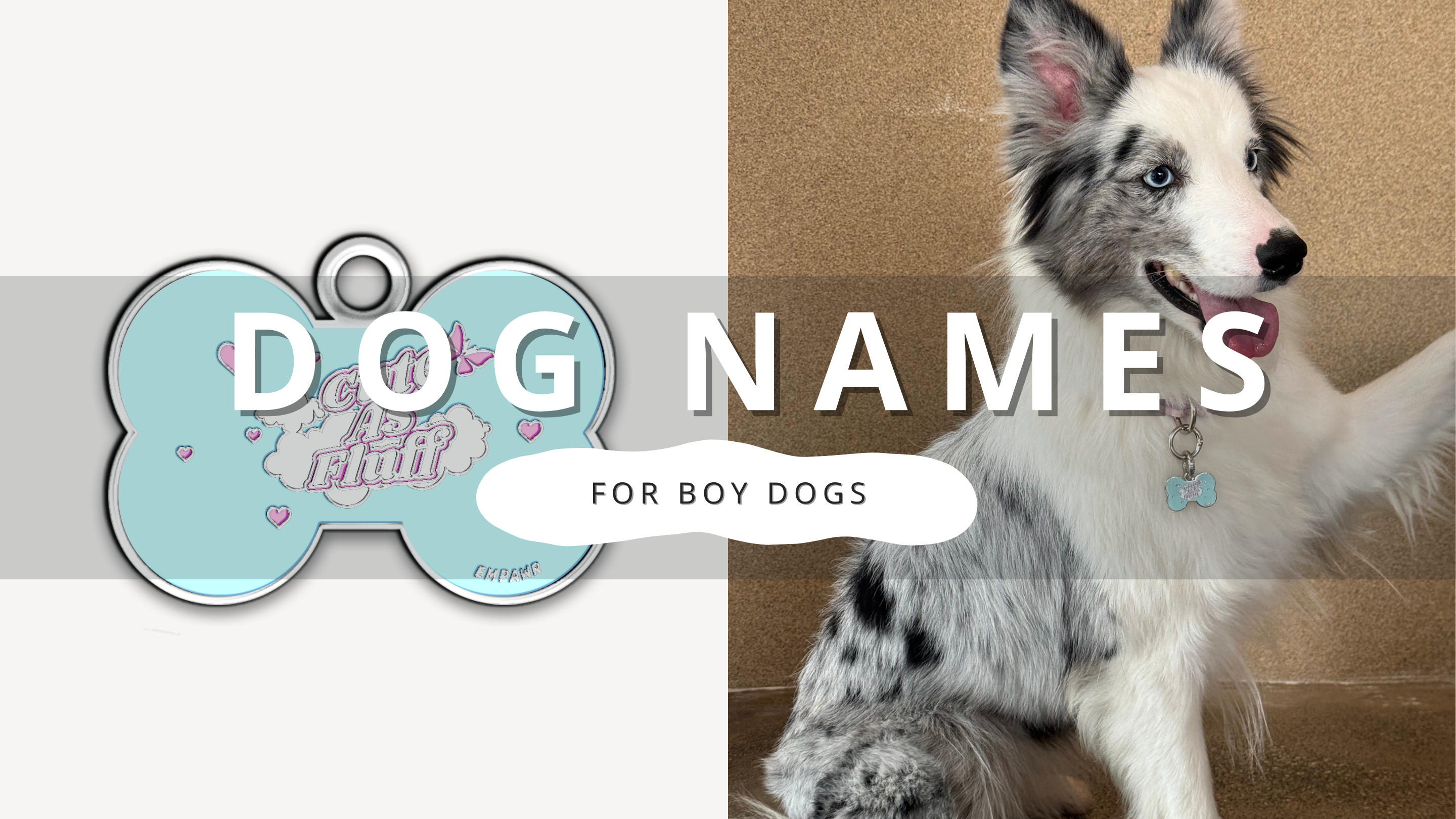 Perfect Handsome Boy Dog Names | PawrTalk