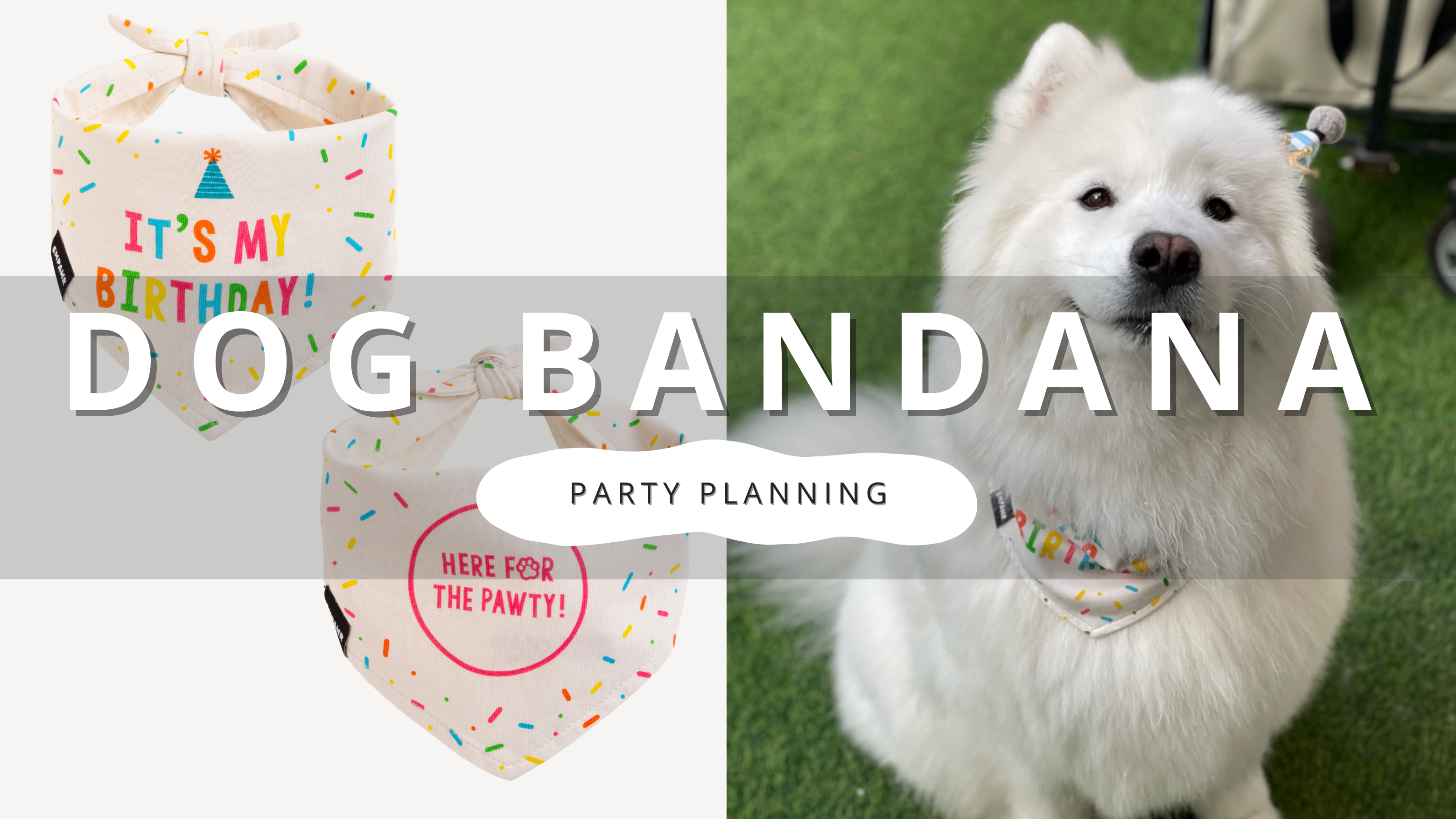 Party Planning Ideas for Your Dog's Birthday | PawrTalk