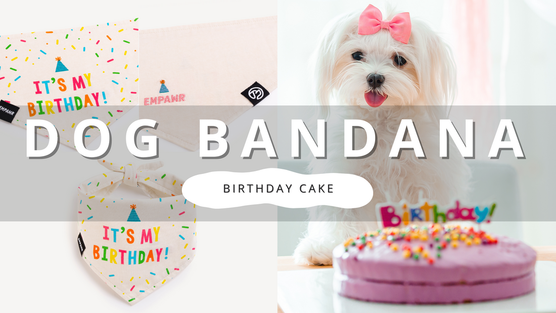 Easy Homemade Dog Birthday Cake | PawrTalk