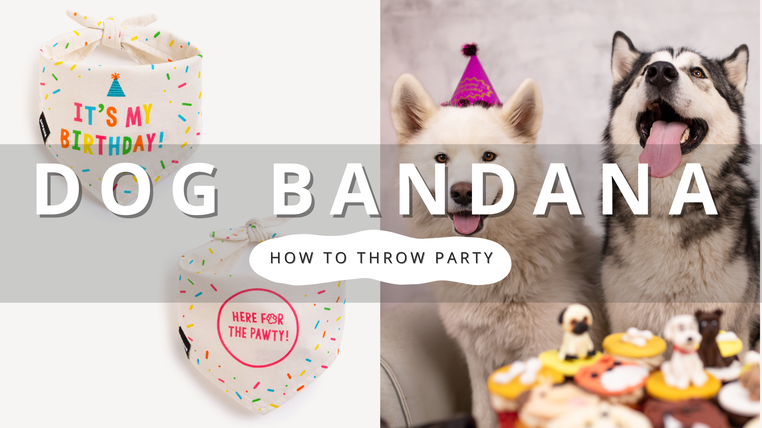 How to Throw a Dog Birthday | PawrTalk