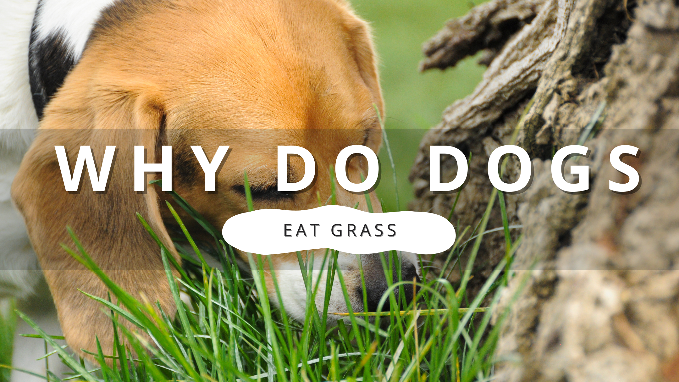 Why Do Dogs Eat Grass? | PawrTalk