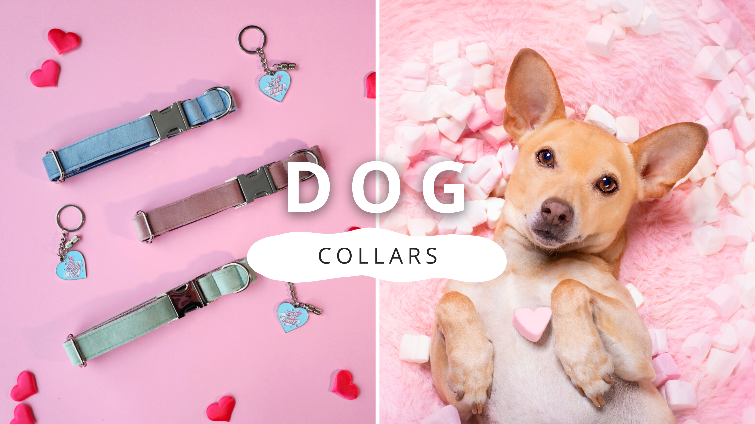 Different Types of Dog Collars | PawrTalk