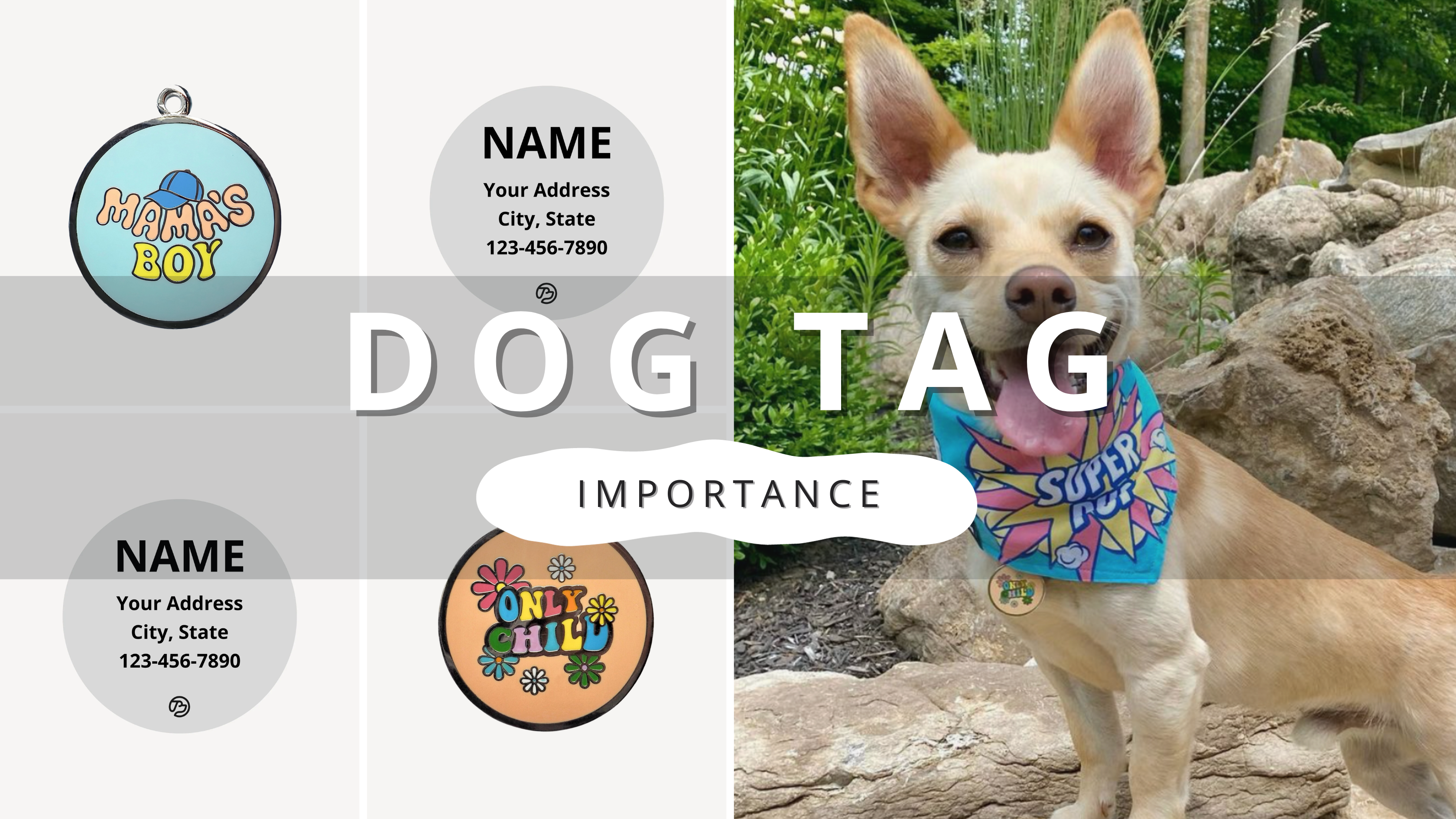 Dog Tags Are Important | PawrTalk