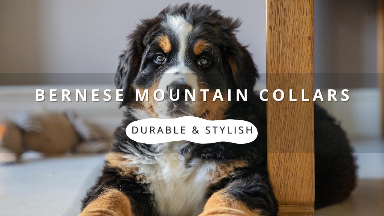 Bernese Mountain Dog puppy with a white and brown face, sitting indoors, with the text "Bernese Mountain Collars Durable & Stylish" overlayed.