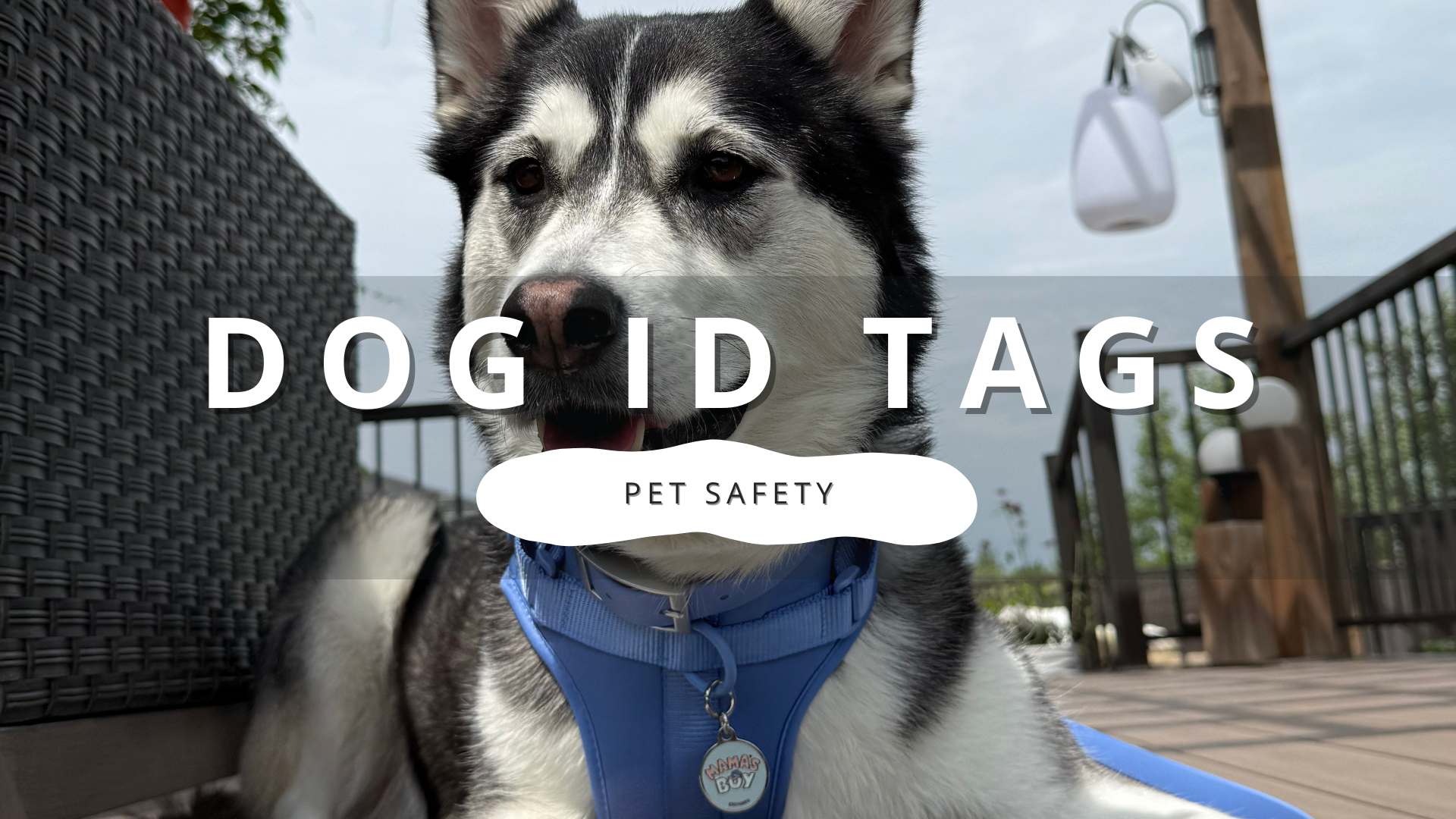 Beyond the Bling: The Essential Role of Dog ID Tags for Your Pet's Safety