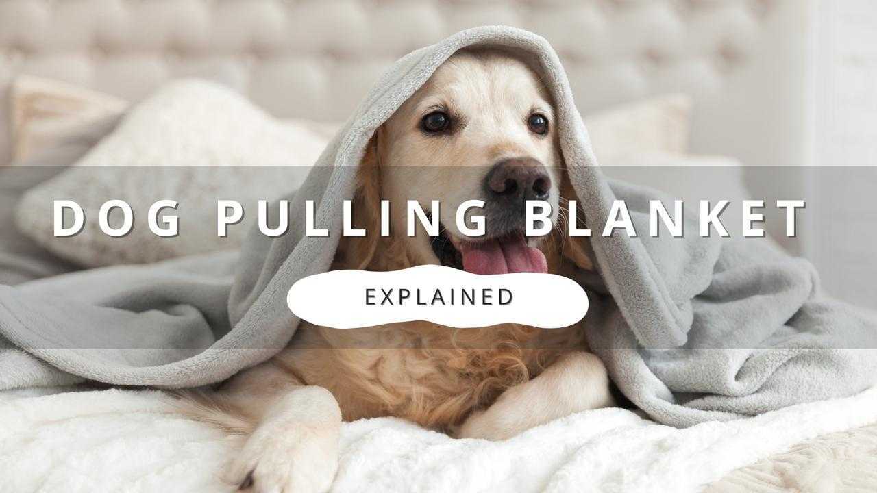  Golden Retriever pulling a gray blanket on a bed.