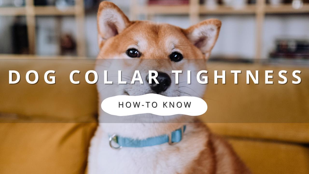 How Tight Should a Collar Be on a Dog? A Complete Guide
