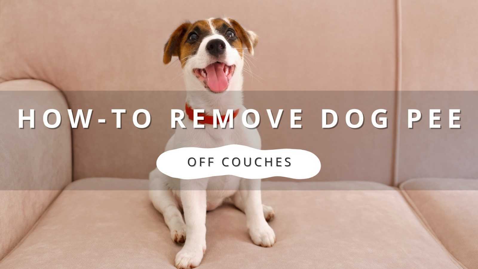 Jack Russell Terrier sitting on a couch with the text overlay 'HOW-TO REMOVE DOG PEE OFF COUCHES'.