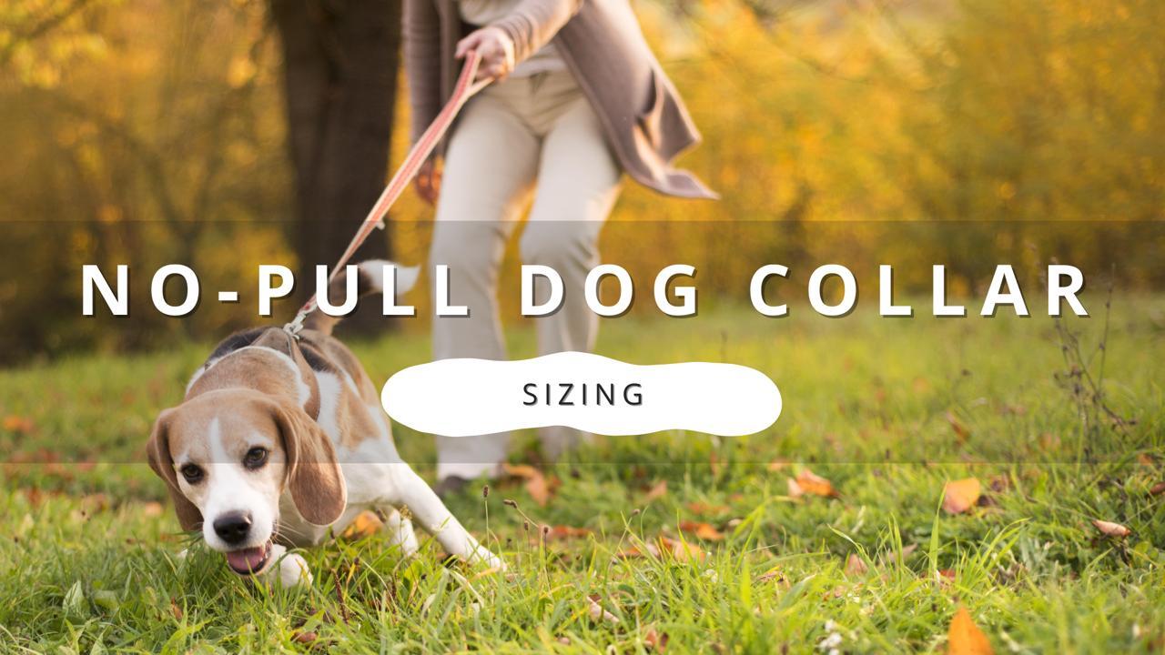How to Measure No-Pull Dog Collar Size? Tips for a Perfect Fit
