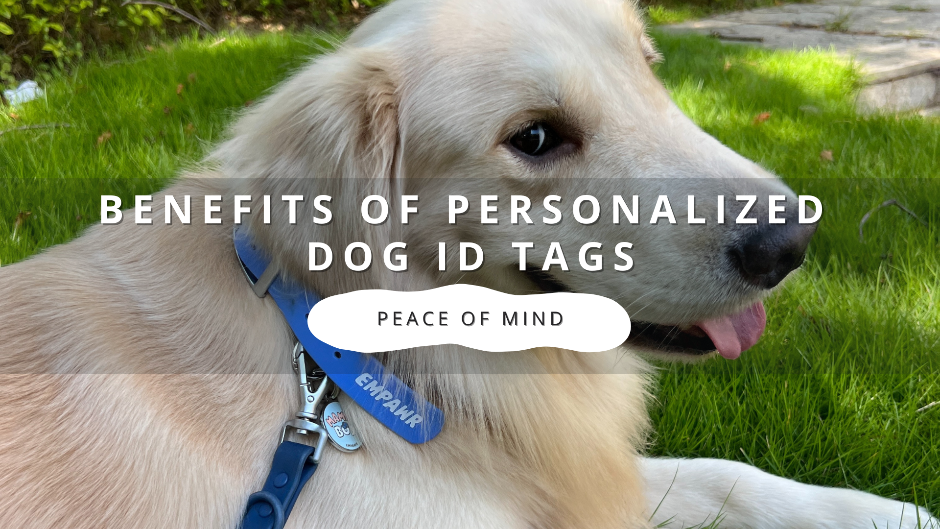 The Benefits of Personalized Dog ID Tags: Safety, Style, and Peace of Mind