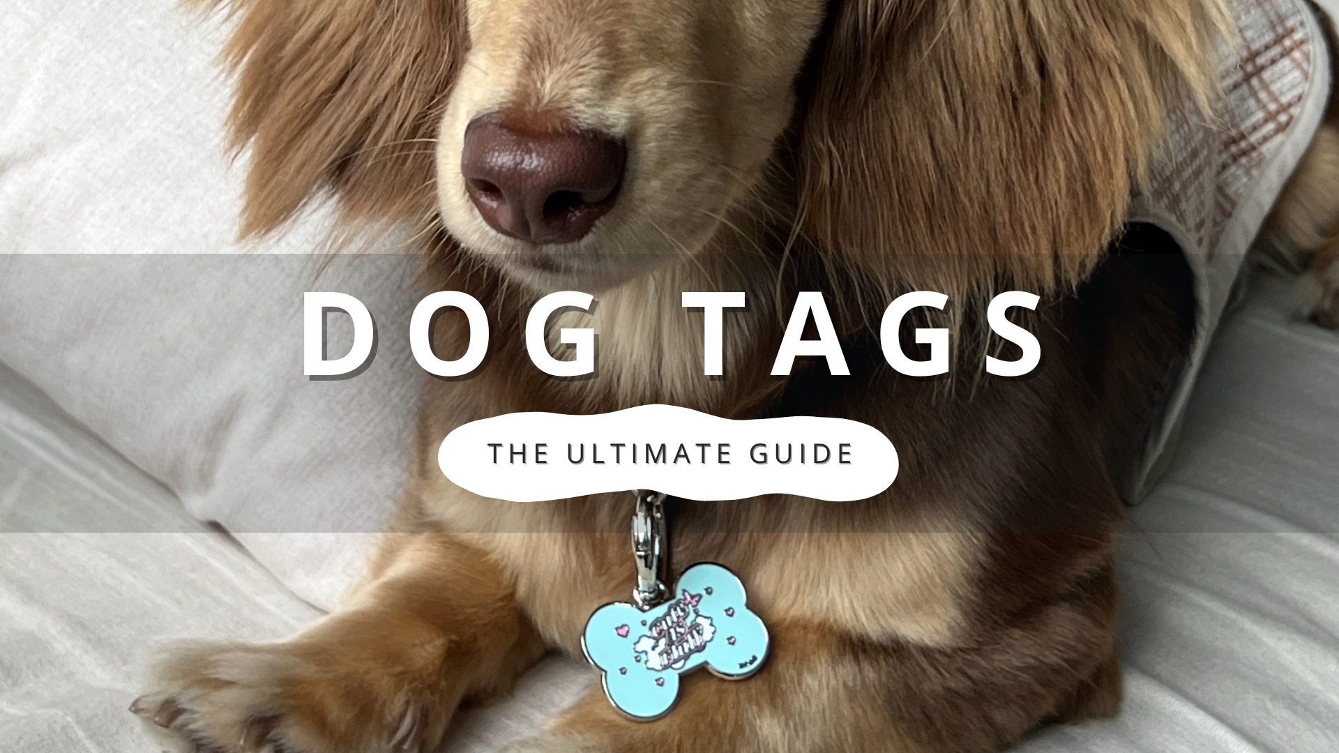 The Ultimate Guide to Dog Tags: Why Every Pup Needs One