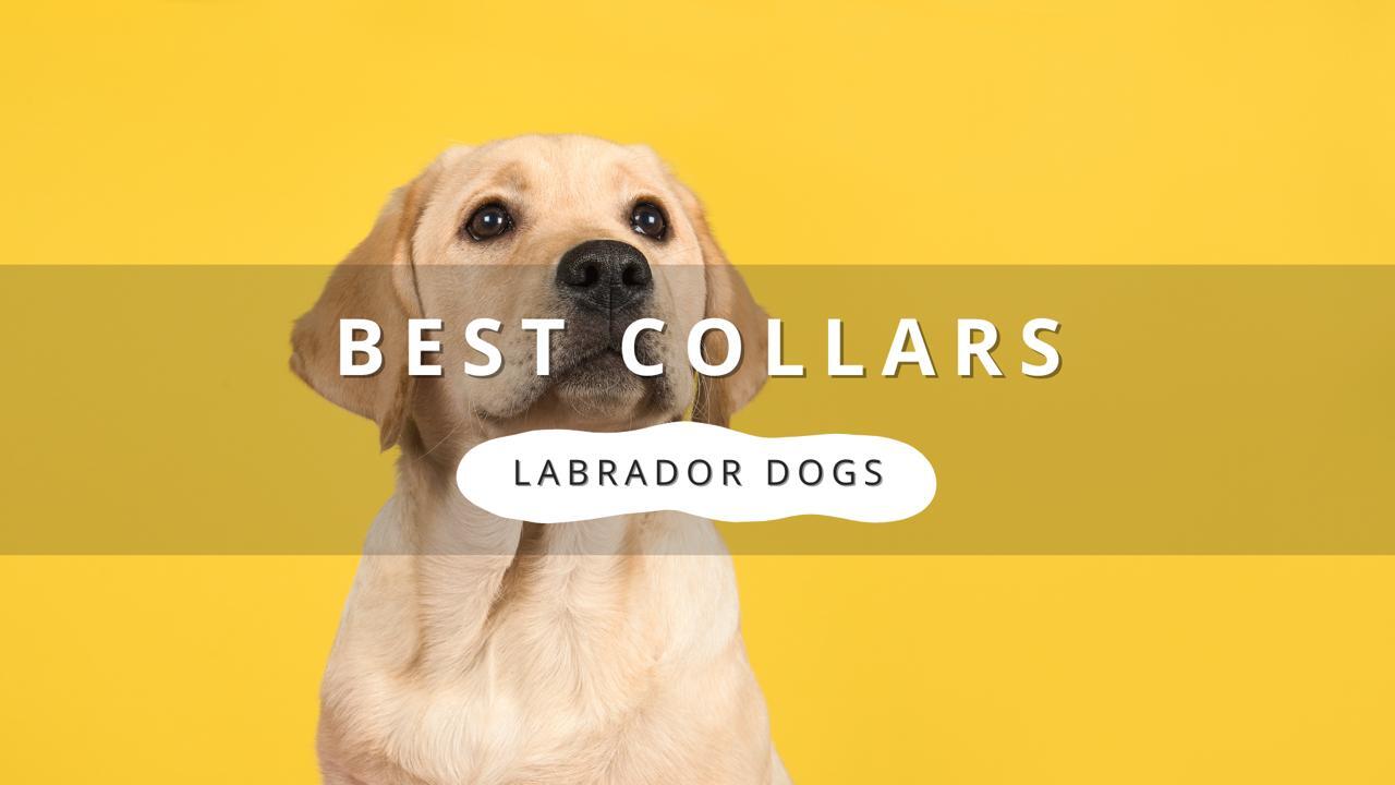 A light-colored Labrador Retriever looking up against a yellow background. Text overlay reads 'BEST COLLARS' and 'LABRADOR DOGS'.