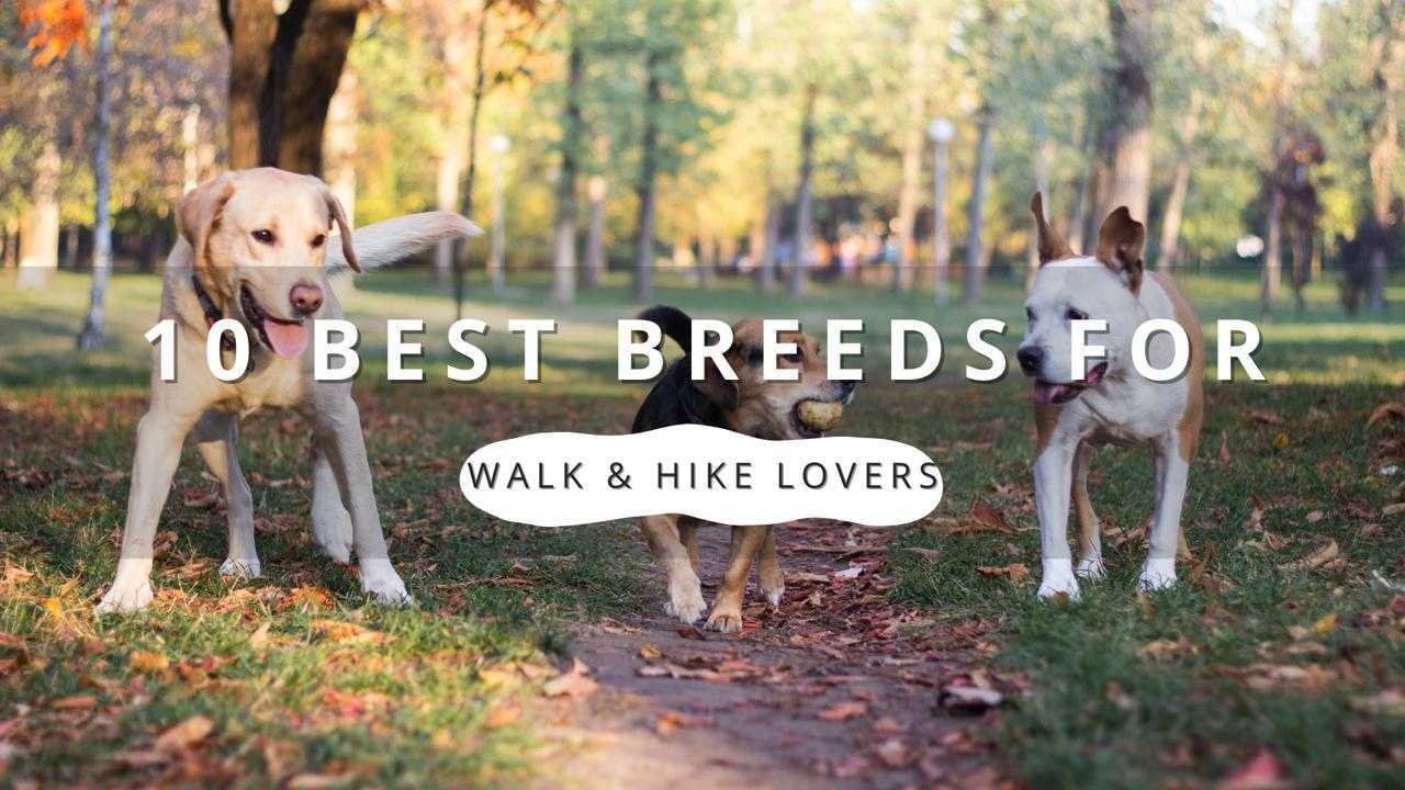 Three dogs of various breeds walking and playing in a park, with the text '10 BEST BREEDS FOR WALK & HIKE LOVERS' overlayed.