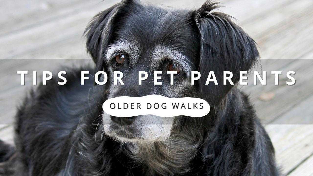 A close-up of an older dog with graying fur, looking thoughtfully. Text overlay reads "Tips for Pet Parents: Older Dog Walks."