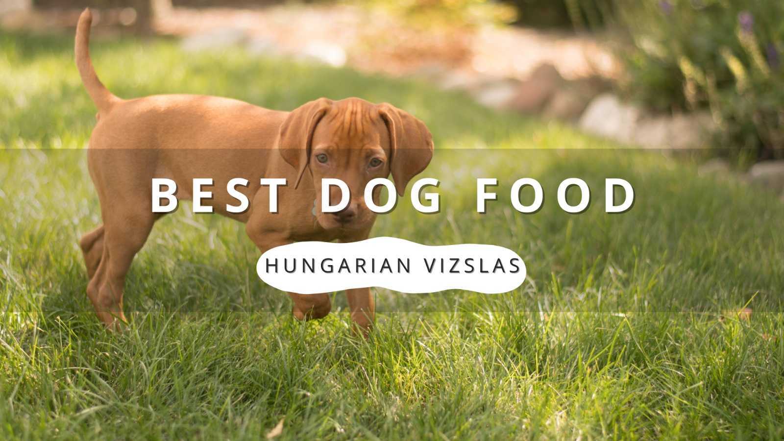 A Hungarian Vizsla puppy standing in grass with text overlay 'Best Dog Food' and 'Hungarian Vizslas
