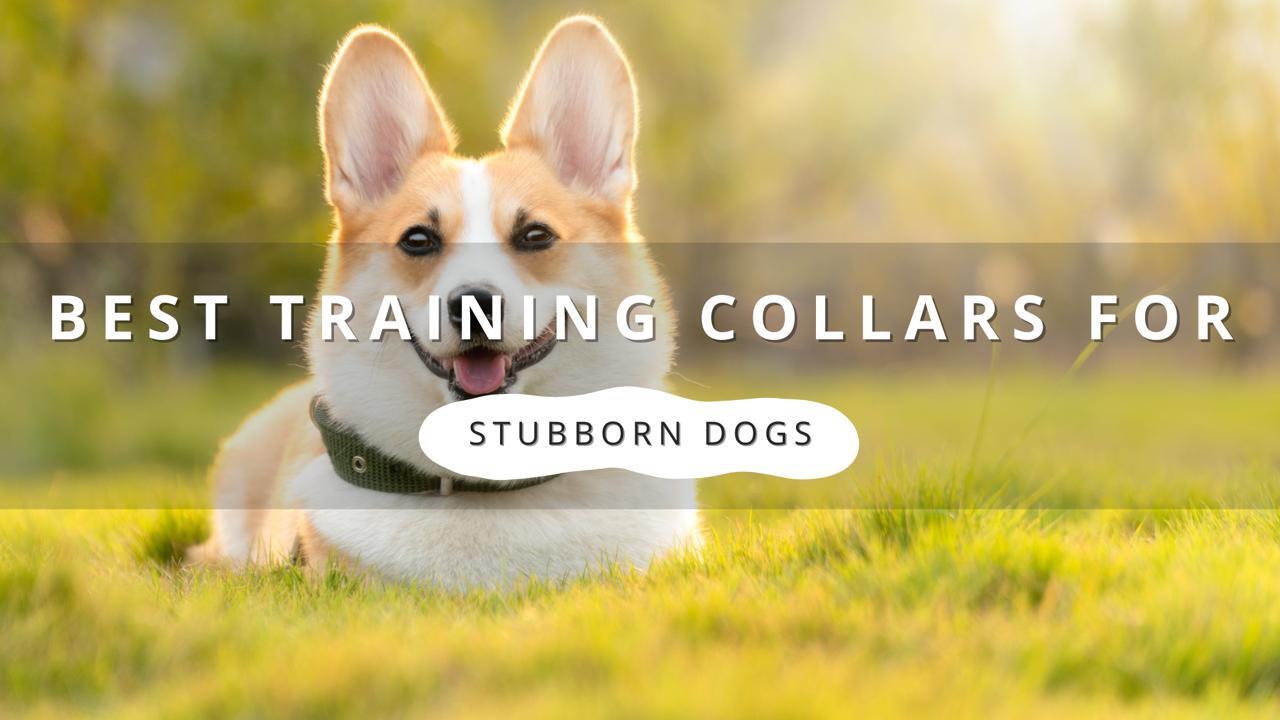 A Pembroke Welsh Corgi wearing a black training collar sits in a grassy field.