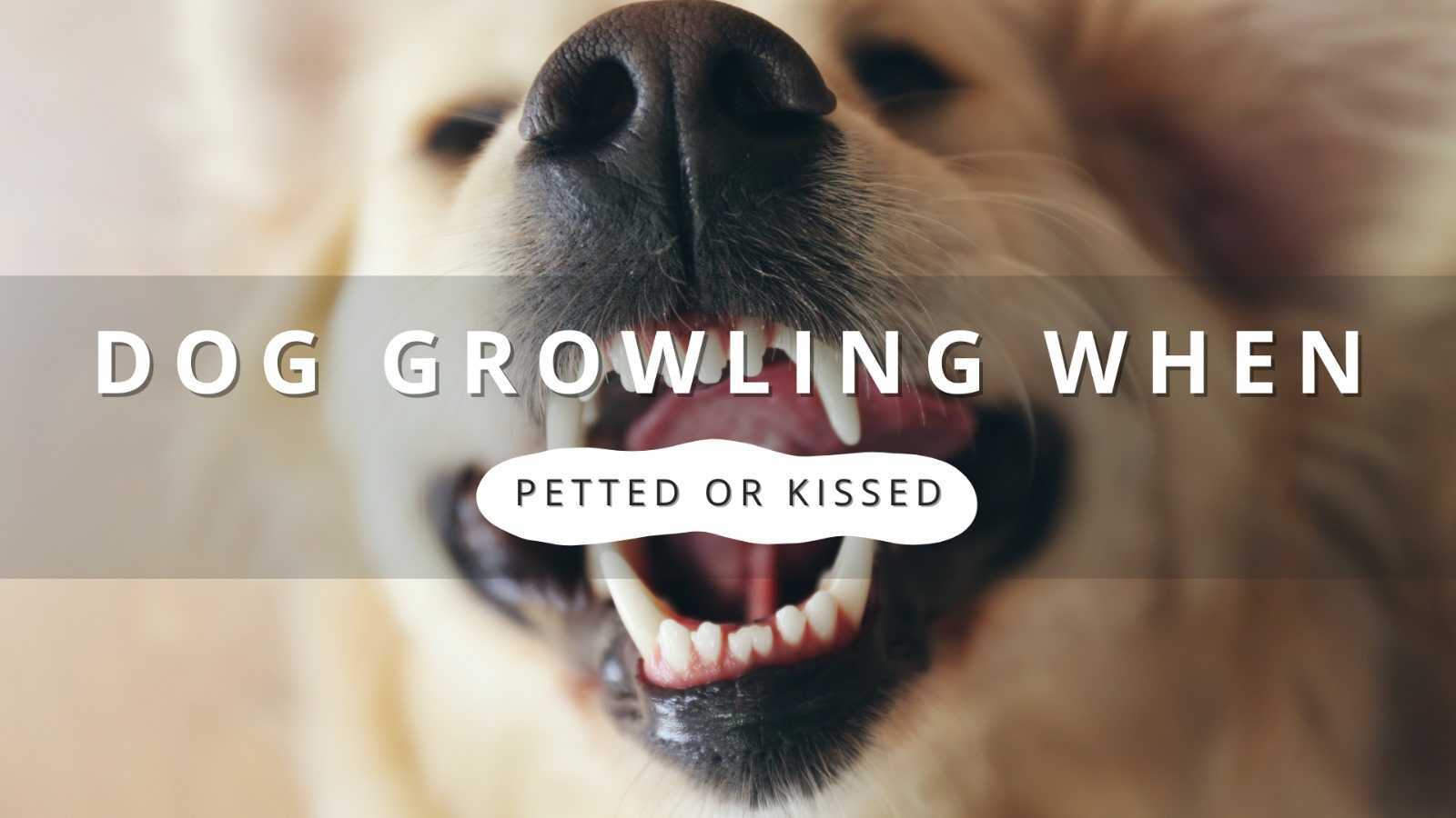 Close-up portrait of a dog with a text overlay that reads "DOG GROWLING WHEN PETTED OR KISSED.
