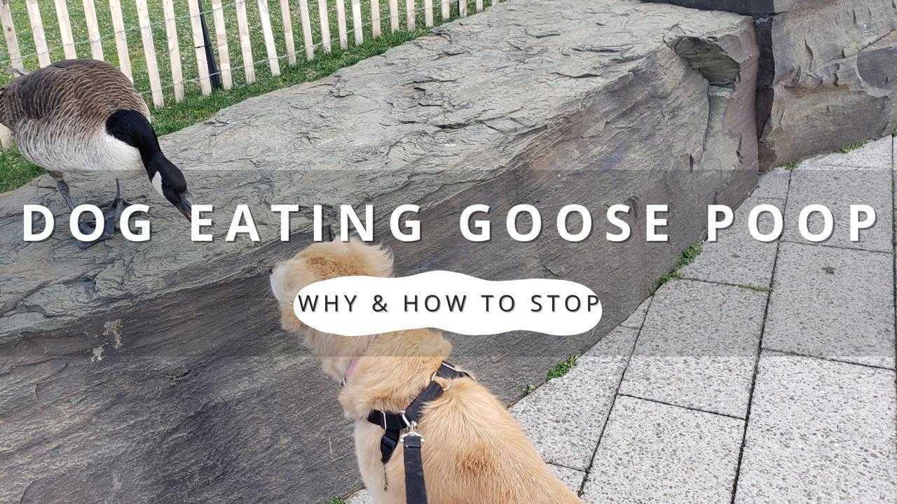 A dog sniffing goose poop on a rock in a park.