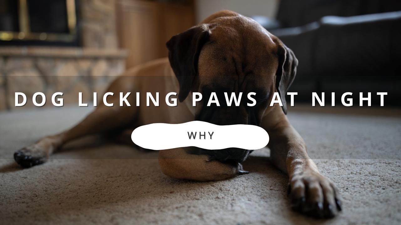 A light brown mastiff dog lies on a carpet indoors, licking its paw at night. Text overlay reads "DOG LICKING PAWS AT NIGHT WHY"