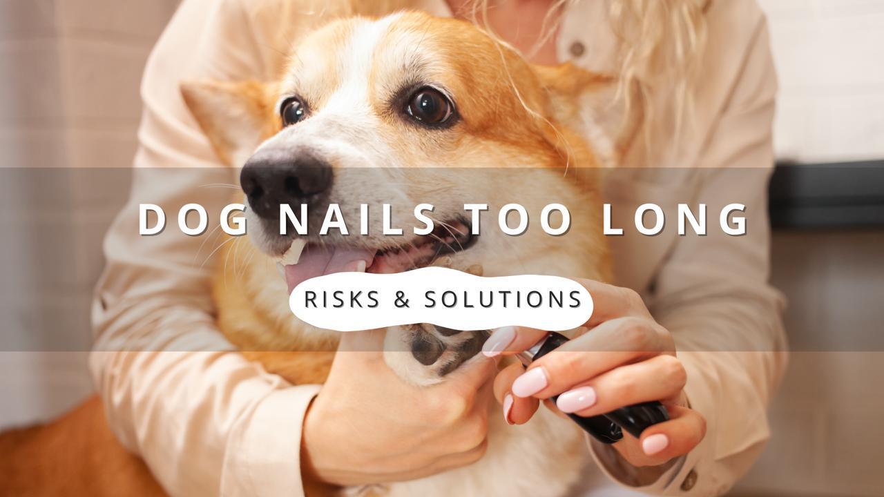 A close-up photo of a Pembroke Welsh Corgi's paw being held by a person with manicured nails, using a dog nail trimmer to trim the dog's nails. The image has a text overlay that reads 'DOG NAILS TOO LONG - RISKS & SOLUTIONS'.