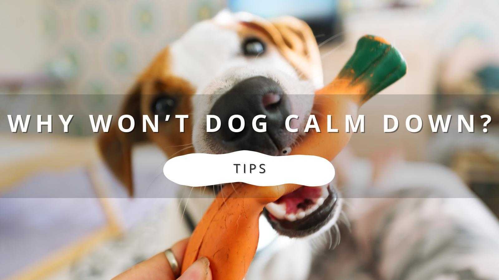 Dog holding an orange and green toy in its mouth with text overlay "WHY WON'T DOG CALM DOWN? TIPS