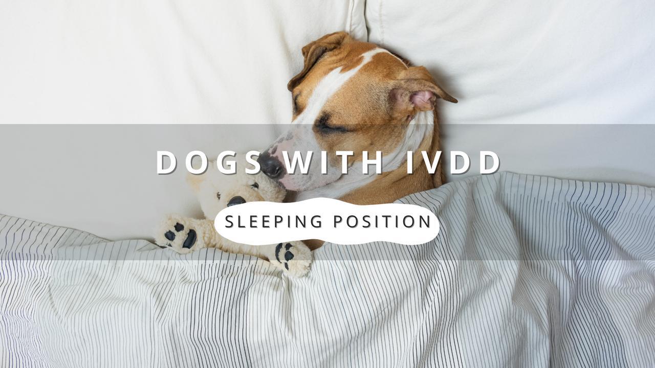 A terrier-type dog resting on a striped blanket, indicating a comfortable sleeping position for dogs with IVDD.