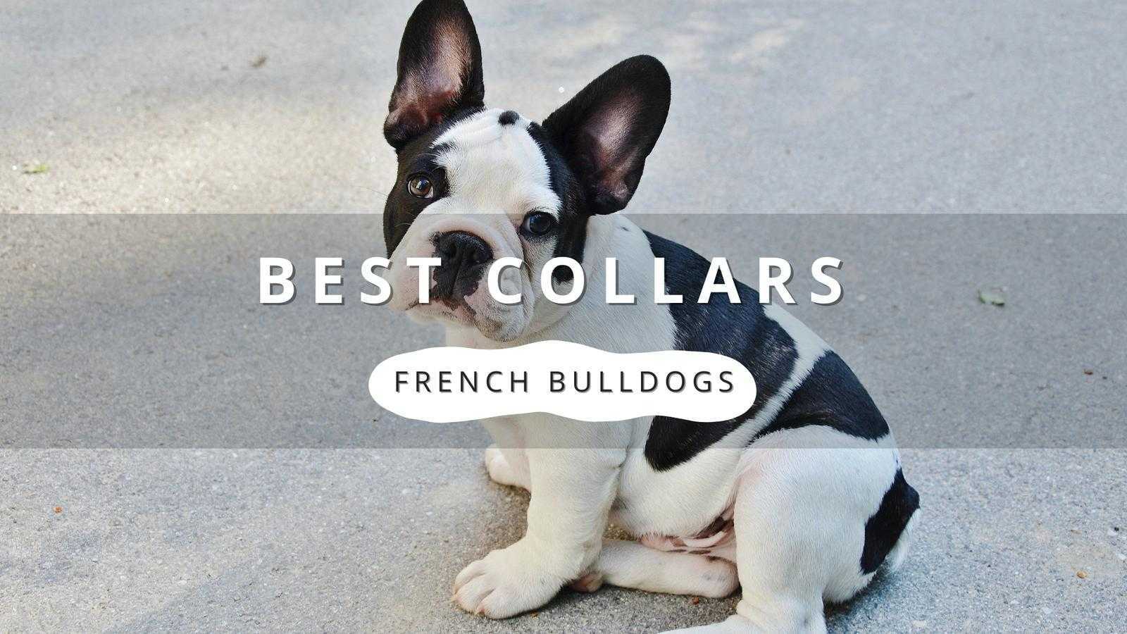Black and white French Bulldog with text overlay "BEST COLLARS FOR FRENCH BULLDOGS".