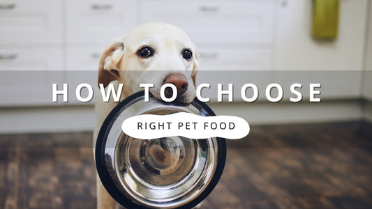 Dog holding a pet food bowl, text reads "How to Choose Right Pet Food"