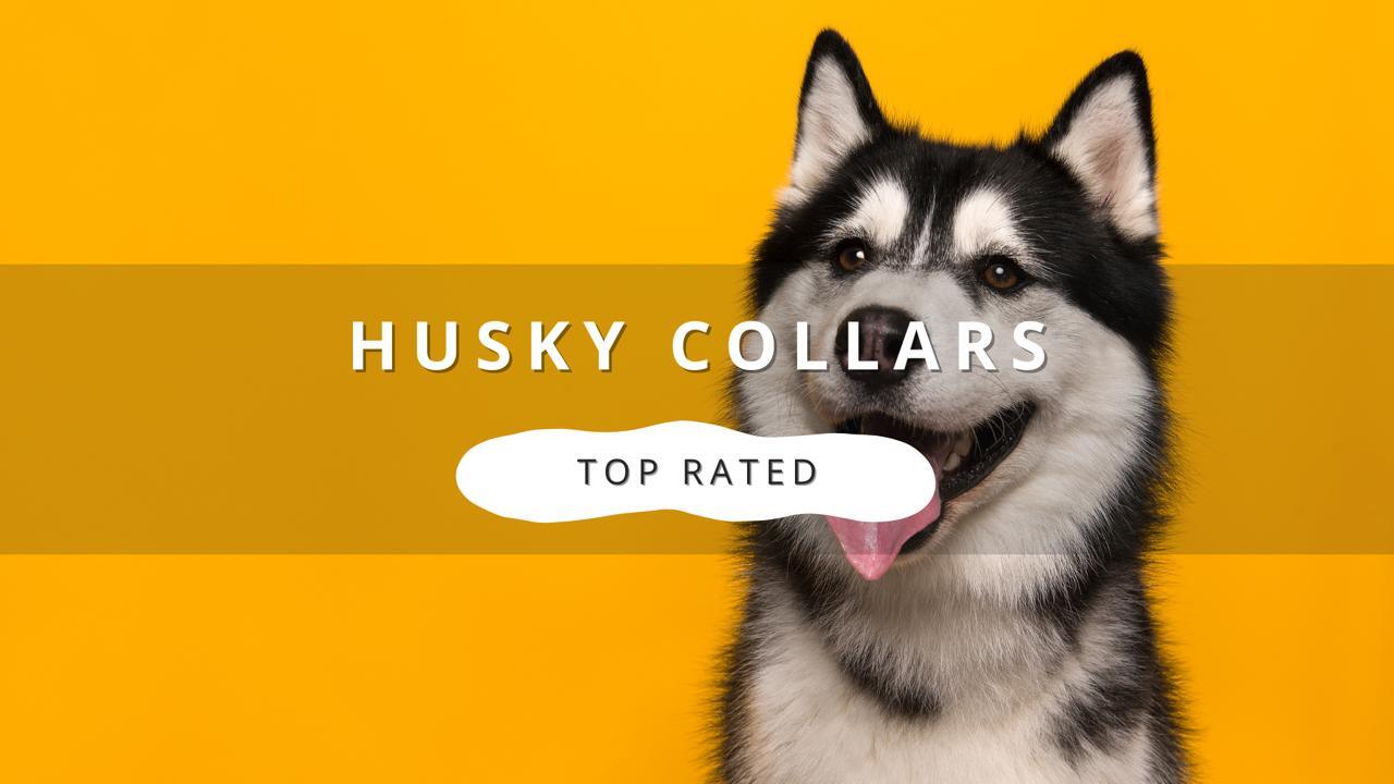 A Siberian Husky dog with black and white fur against a yellow background, with text overlay "HUSKY COLLARS" and "TOP RATED.