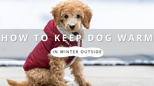 A small, fluffy dog wearing a red winter coat sitting in the snow.